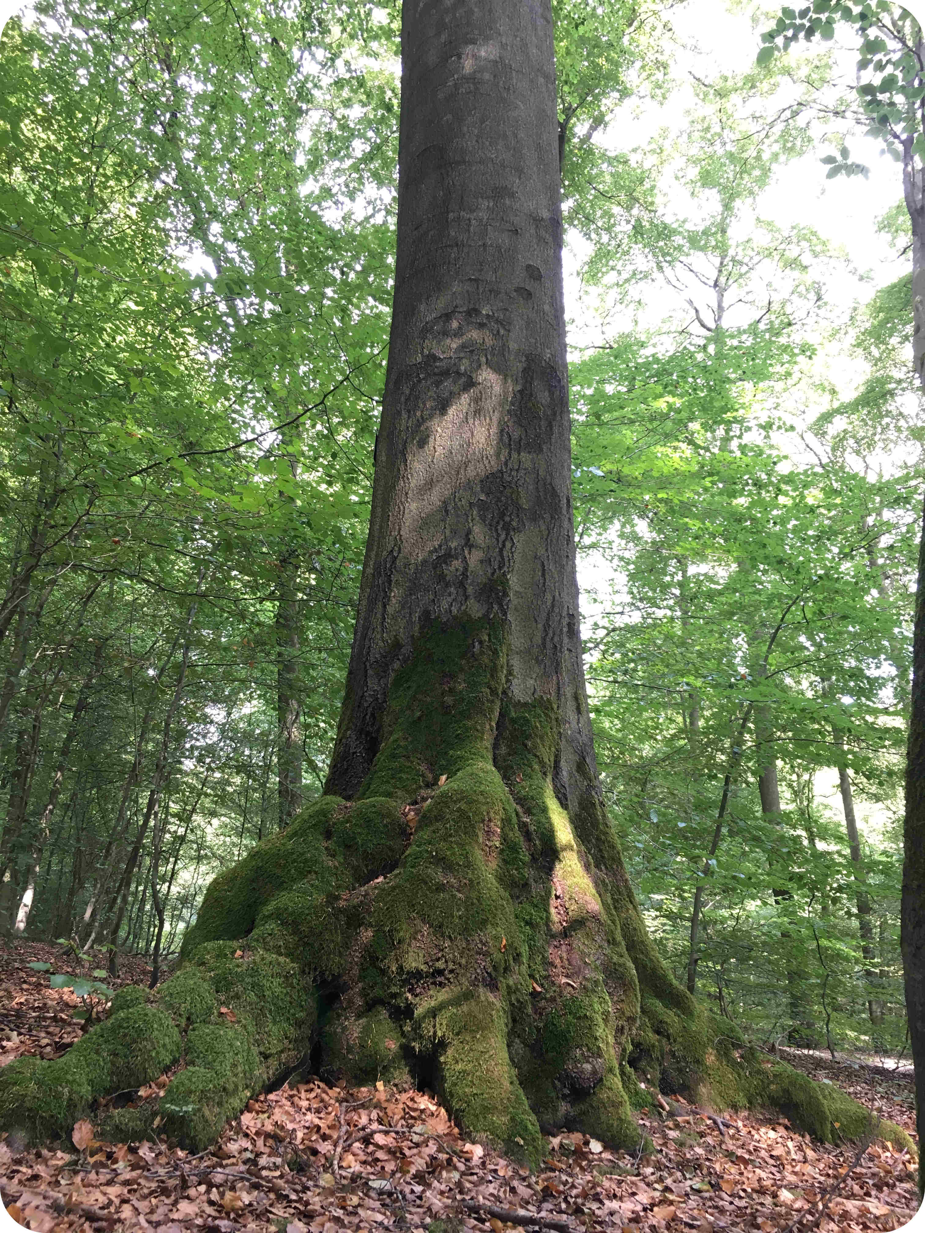 Großer, uralter Baum im RuheForst Hümmel