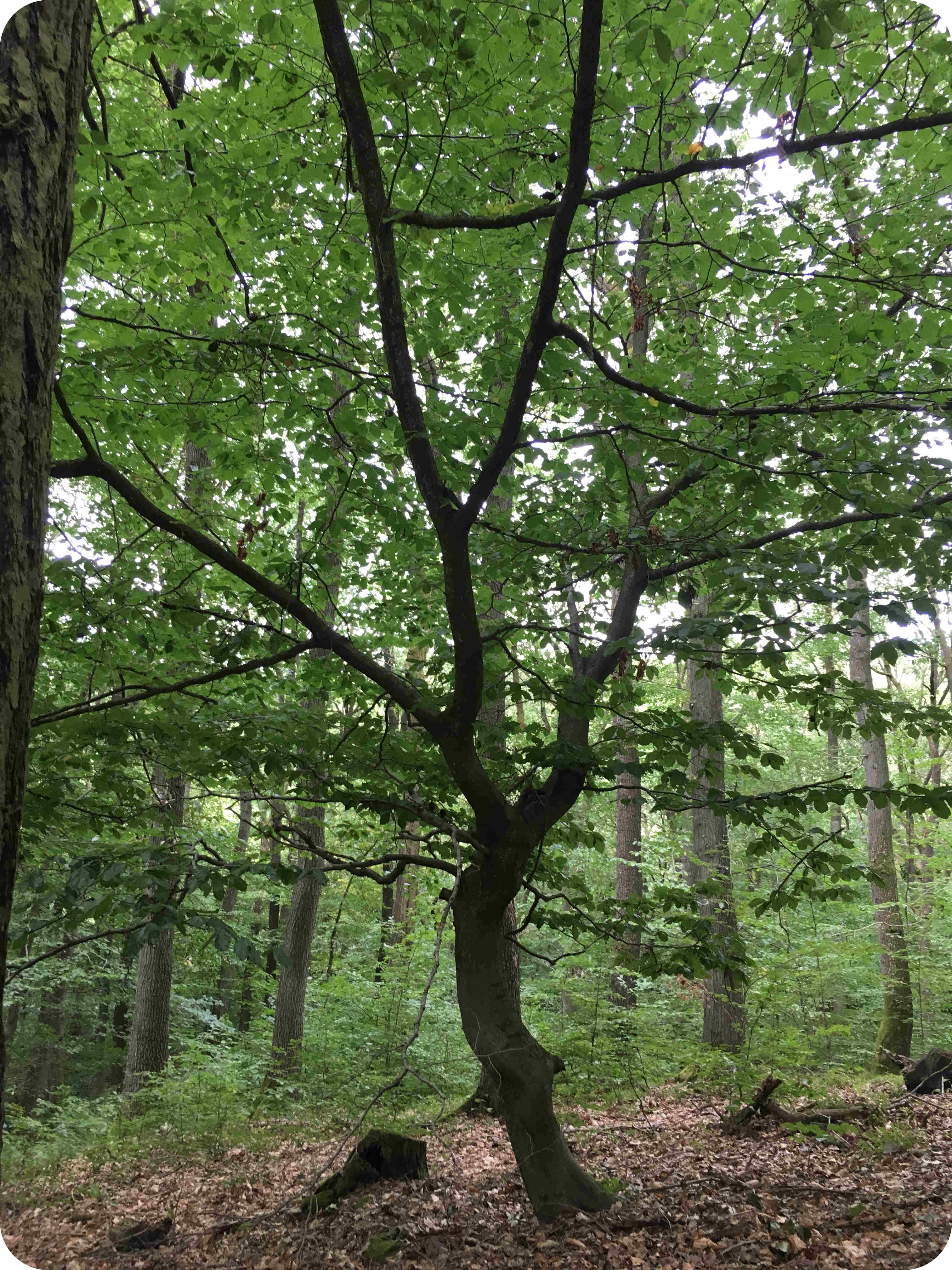Kleiner, junger Baum im RuheForst Hümmel