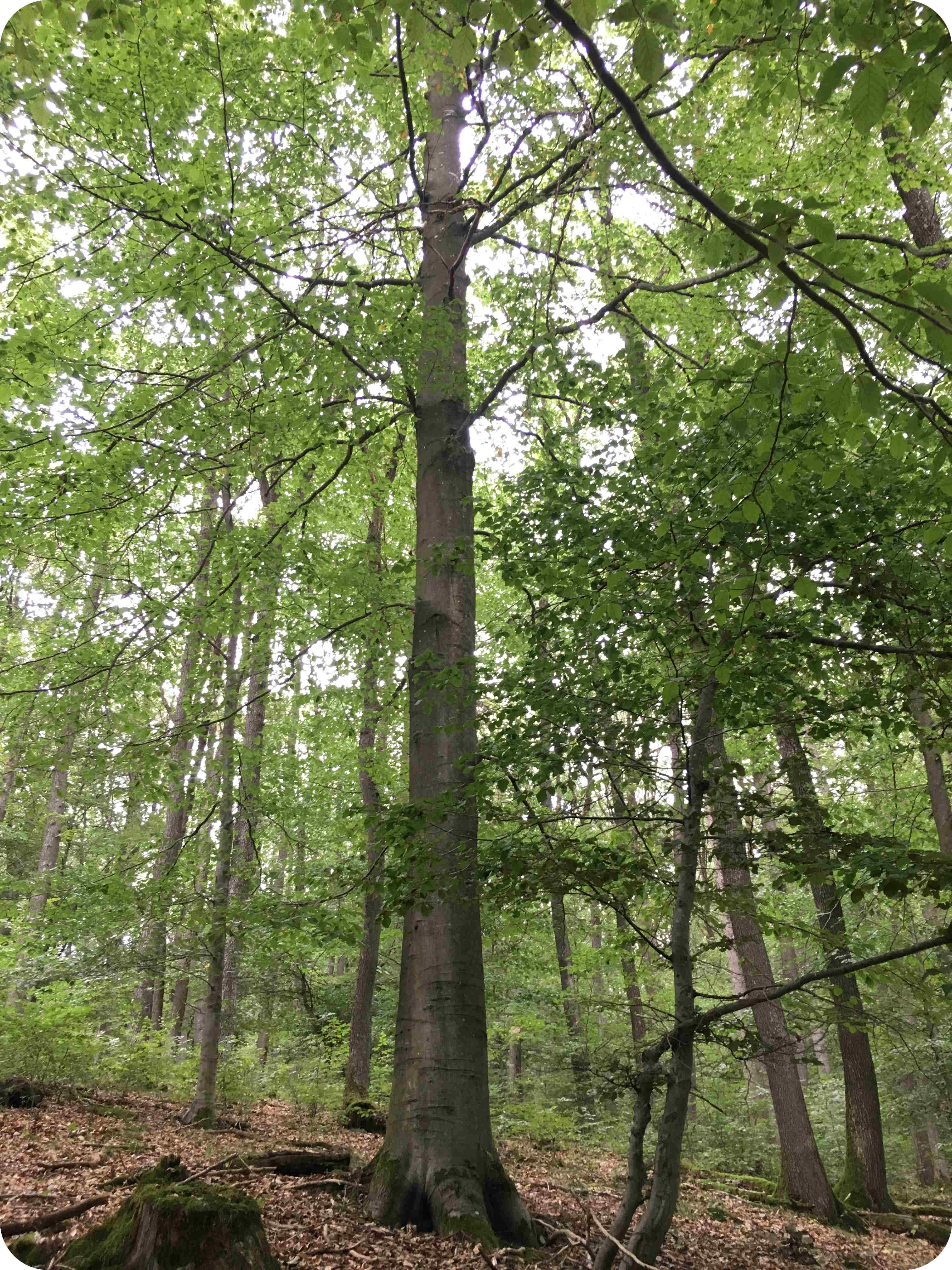 Mittlerer, mittelalter Baum im RuheForst Hümmel