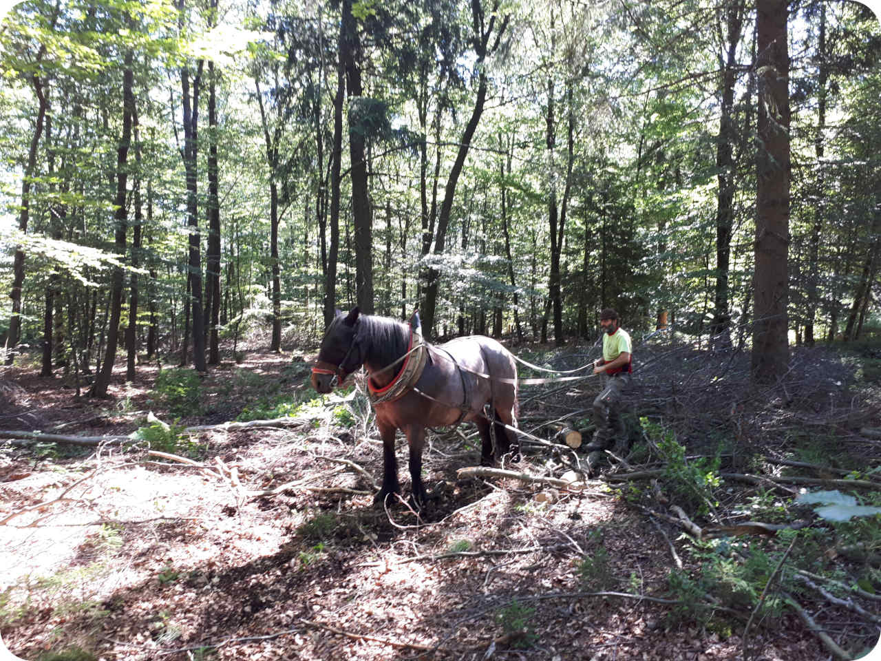 Pferderückung im Wald Hümmel