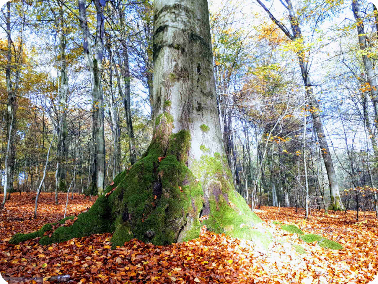 Uralte Buchen im RuheForst Hümmel