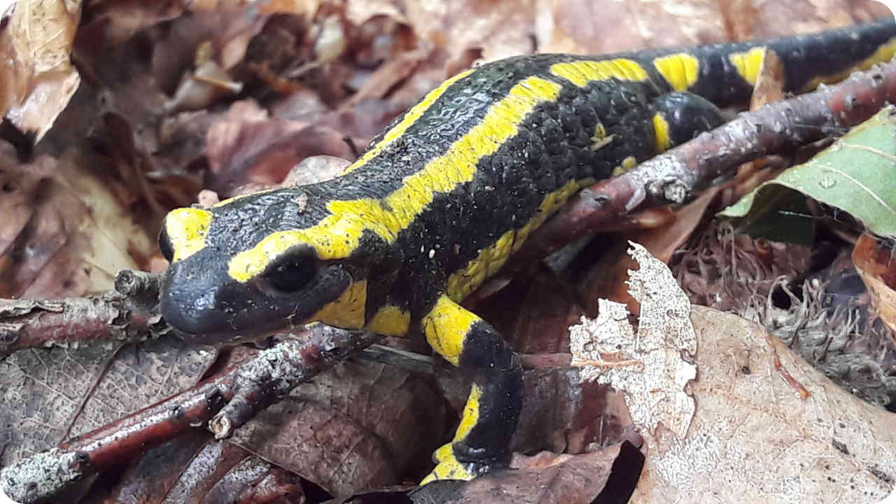 Feuersalamander im RuheForst Hümmel