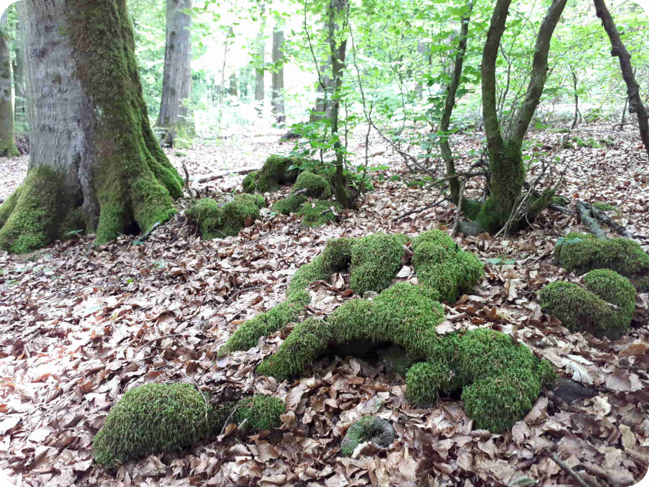 Moos im RuheForst Hümmel