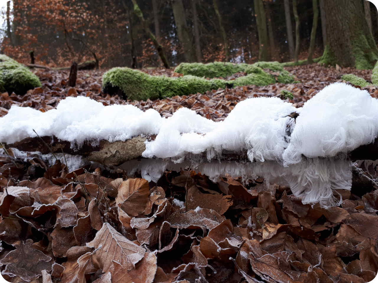 Naturphänomen Haareis im RuheForst Hümmel