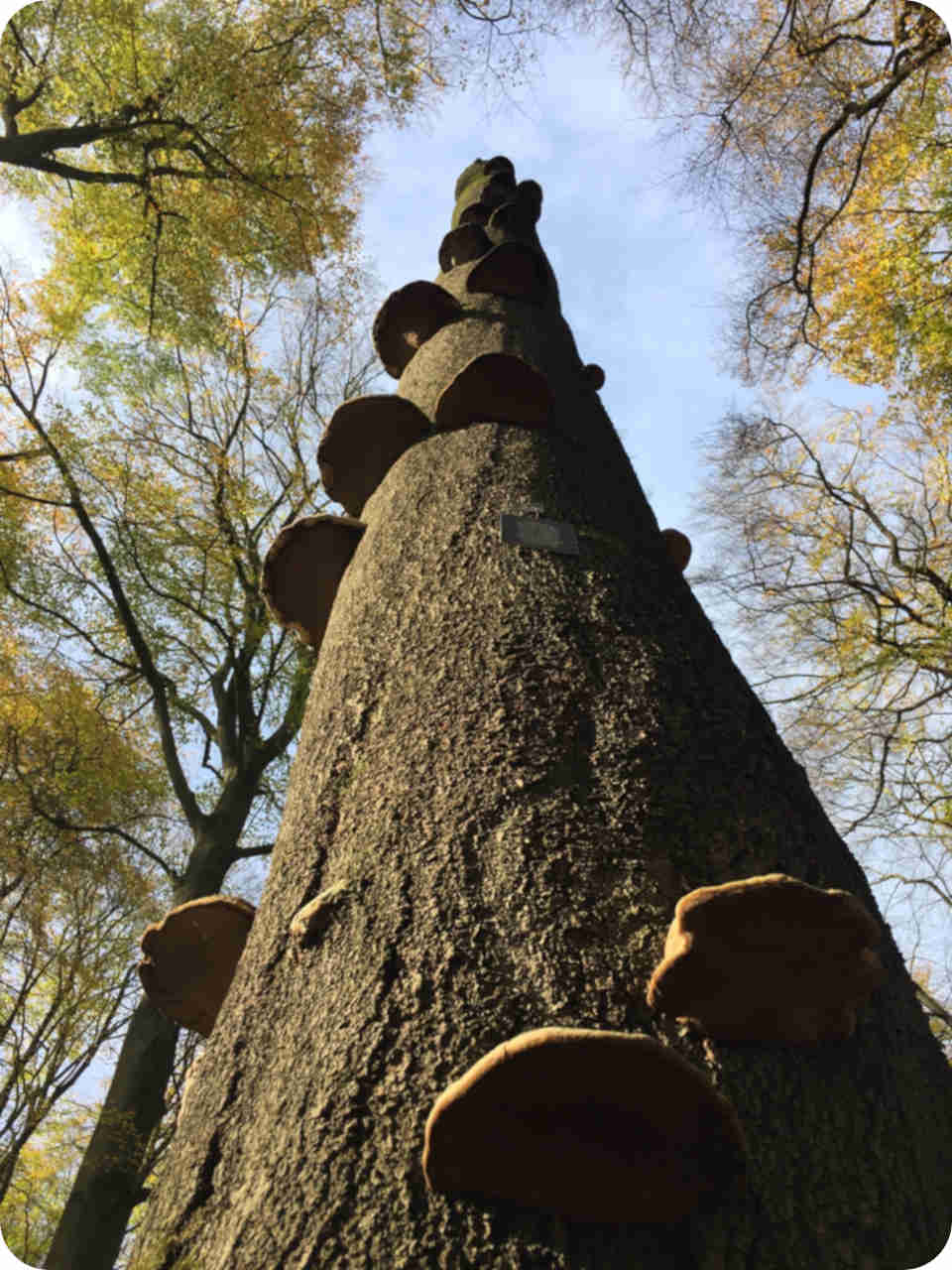 Pilzbaum im RuheForst Hümmel
