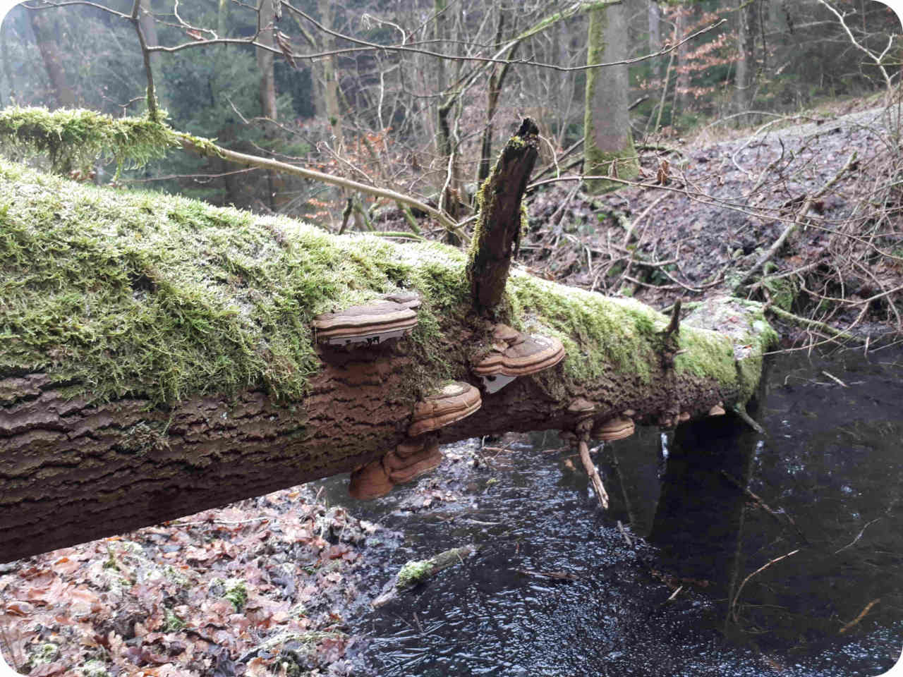 Pilze an liegenden Bäumen