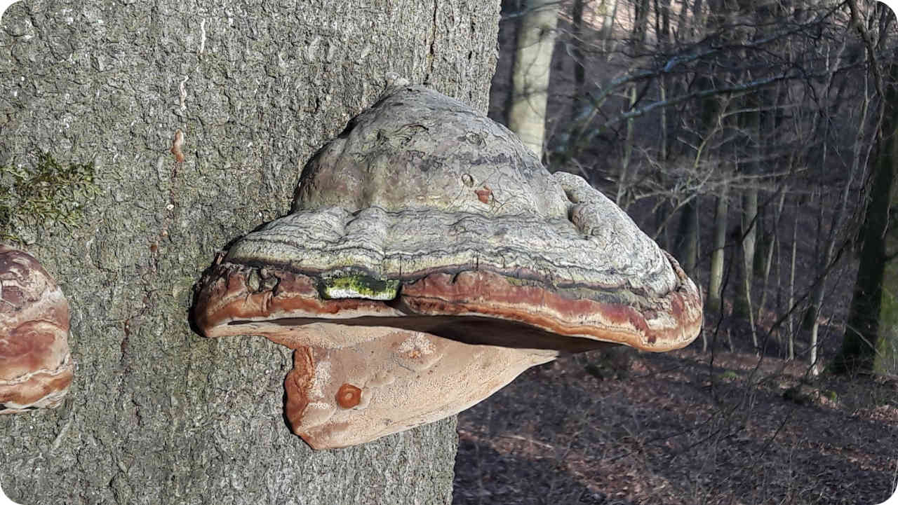 Zunderschwamm im RuheForst Hümmel